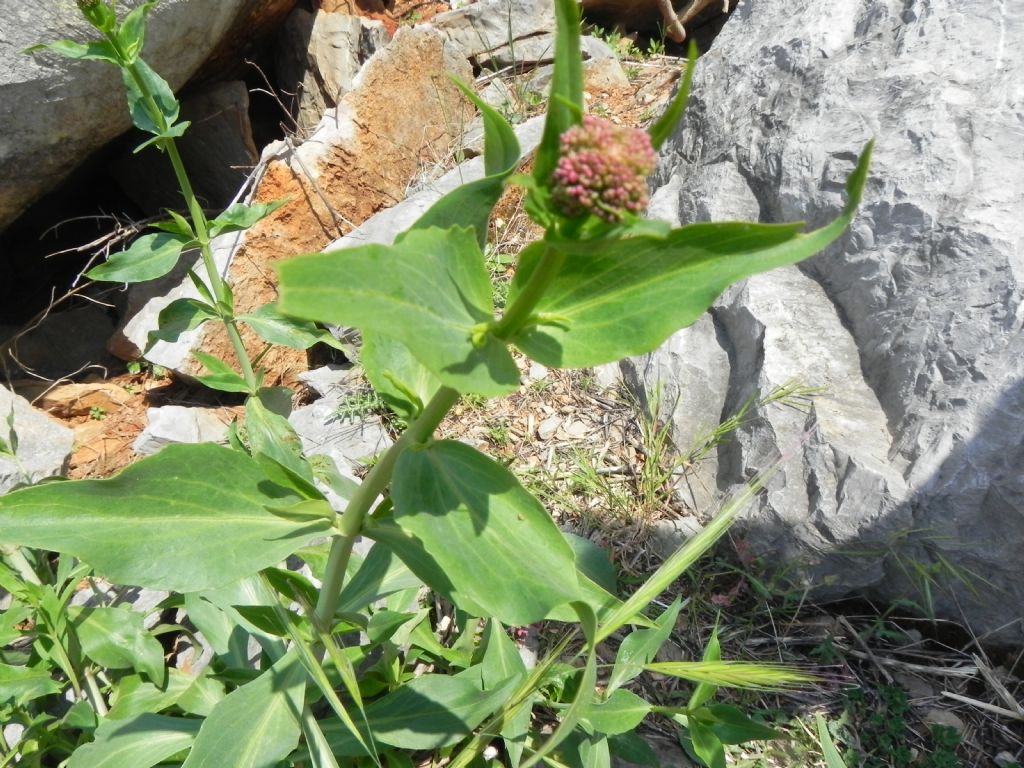 Centranthus ruber