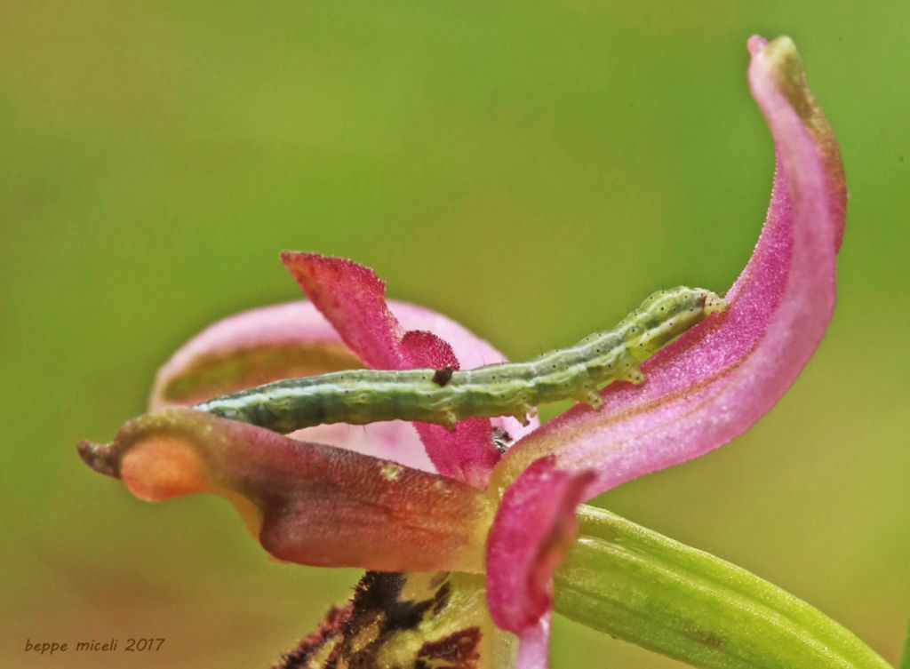 Bruco divora orchidea spontanea - Amphipyra tragopoginis (cfr.), Noctuidae