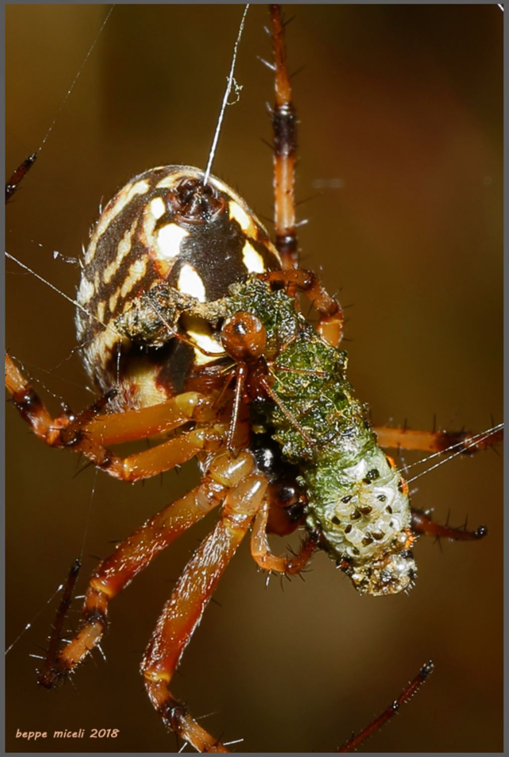 Neoscona adianta con Argyrodes da determinare:  Argyrodes argyrodes