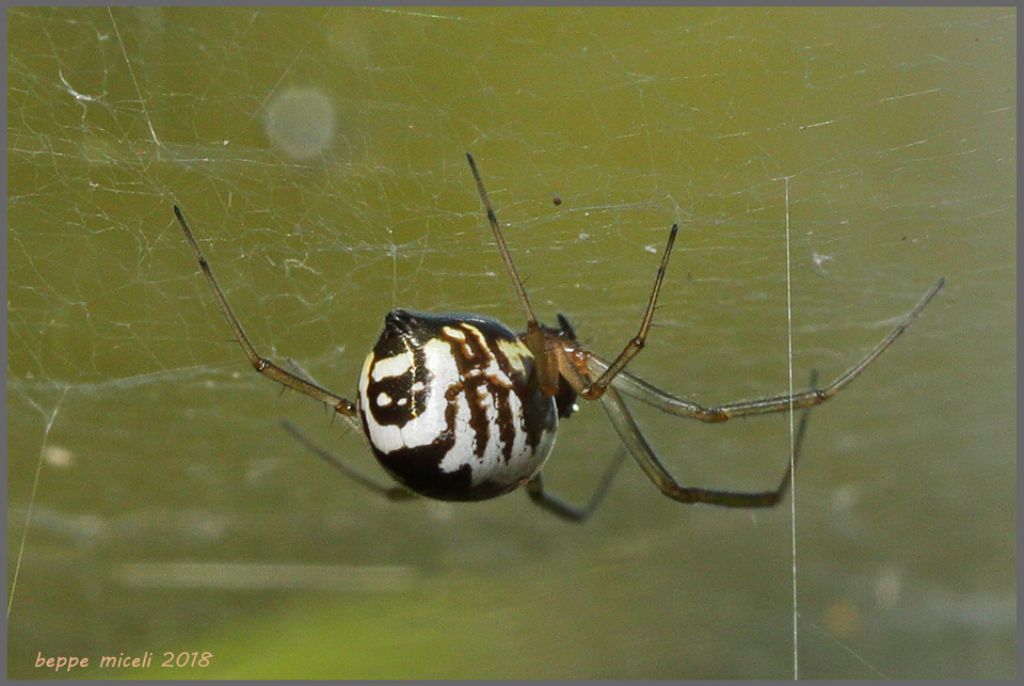 Araneidae?  No, Linyphiidae: Frontinellina frutetorum - Scarlino (GR)