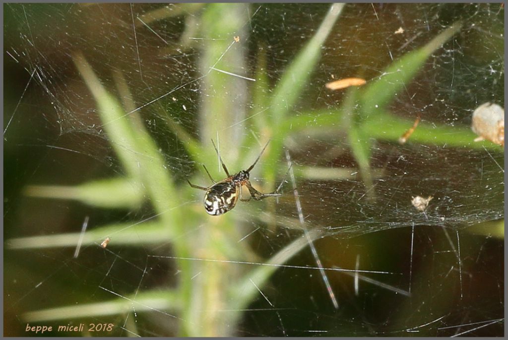 Araneidae?  No, Linyphiidae: Frontinellina frutetorum - Scarlino (GR)