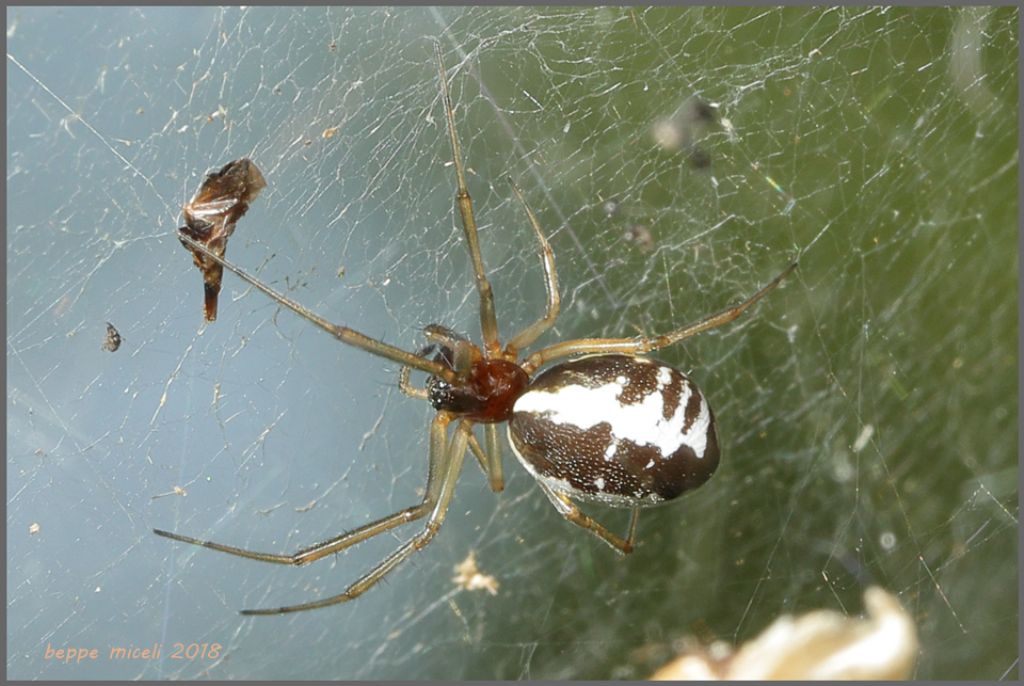 Araneidae?  No, Linyphiidae: Frontinellina frutetorum - Scarlino (GR)