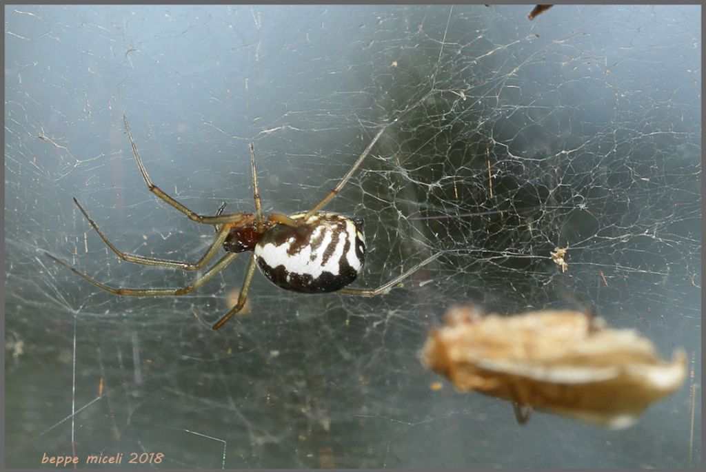 Araneidae?  No, Linyphiidae: Frontinellina frutetorum - Scarlino (GR)