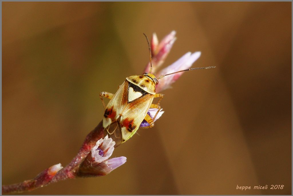 Miridae: Lygus pratensis