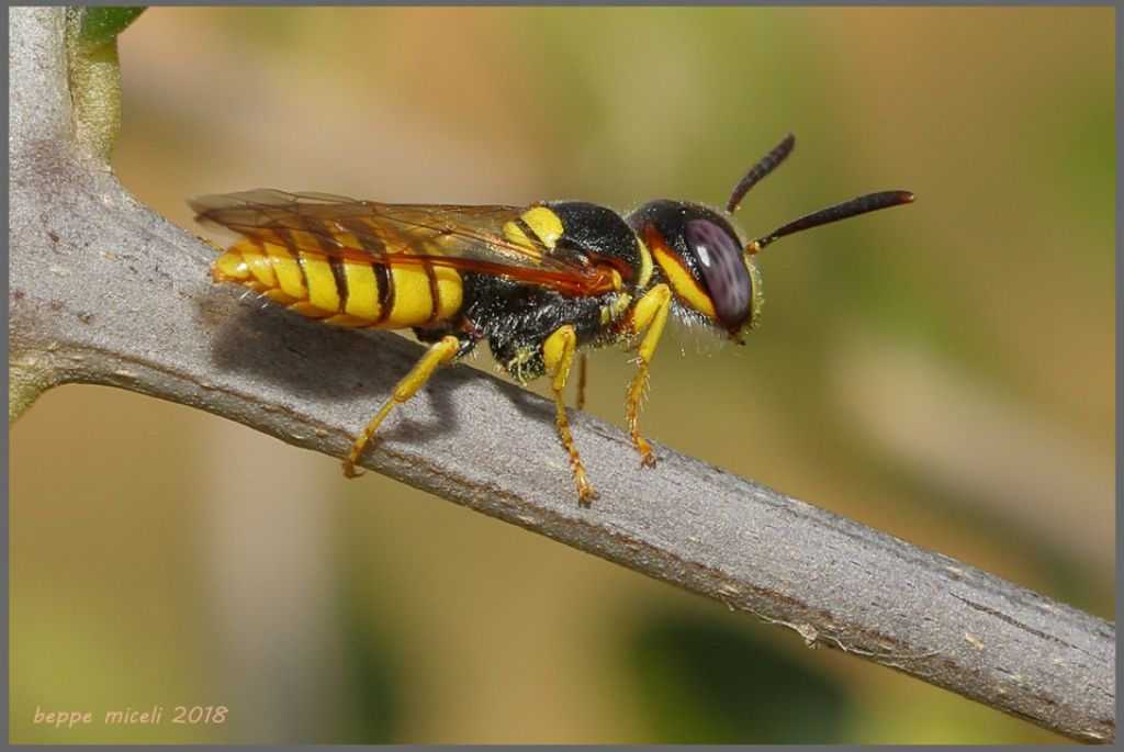 Crabronidae: Philanthus triangulum, femmina.
