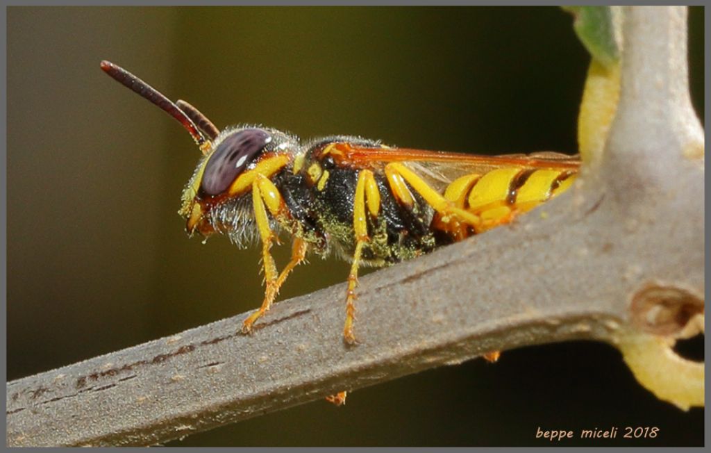 Crabronidae: Philanthus triangulum, femmina.