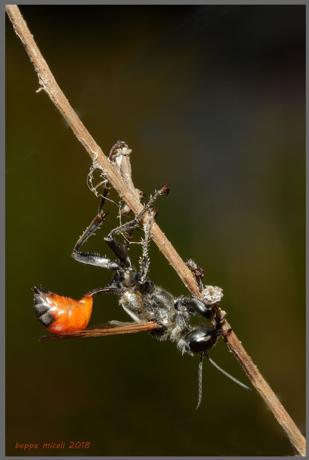 Prionyx lividocinctus ?