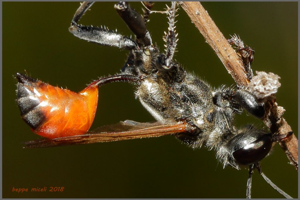 Prionyx lividocinctus ?
