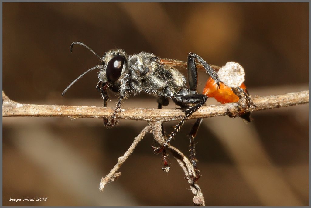 Prionyx lividocinctus ?