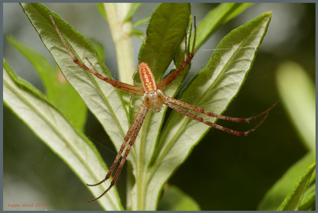 Neoscona subfusca? No, maschio di Argiope bruennichi - Bagno a Ripoli (FI)