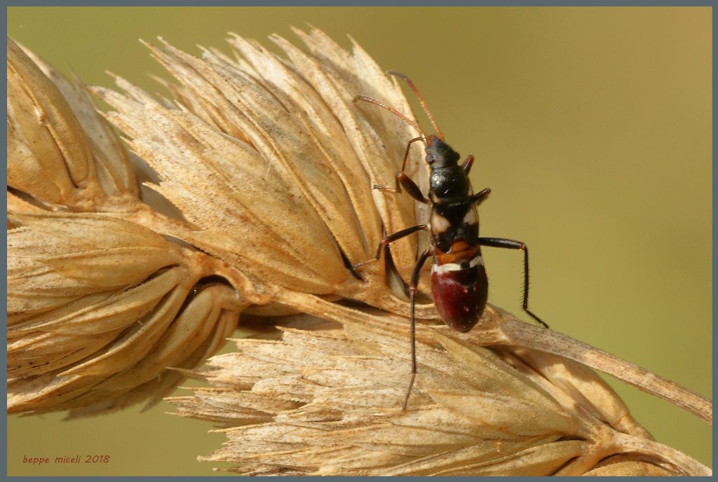 Nabidae ?  No, Lygaeidae: ninfa di Raglius....