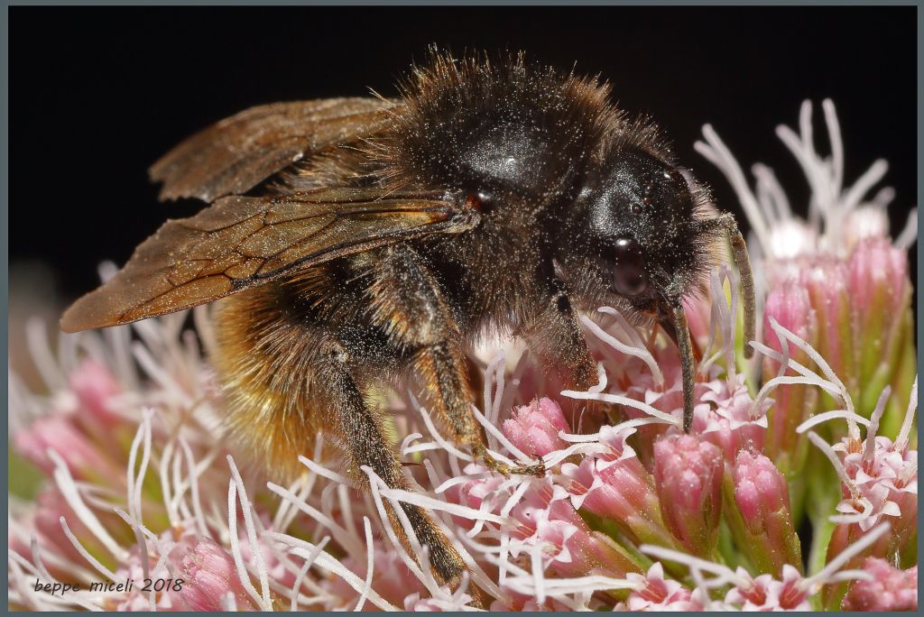 Apidae: Bombus (Psithyrus) rupestris? S, (cfr.)