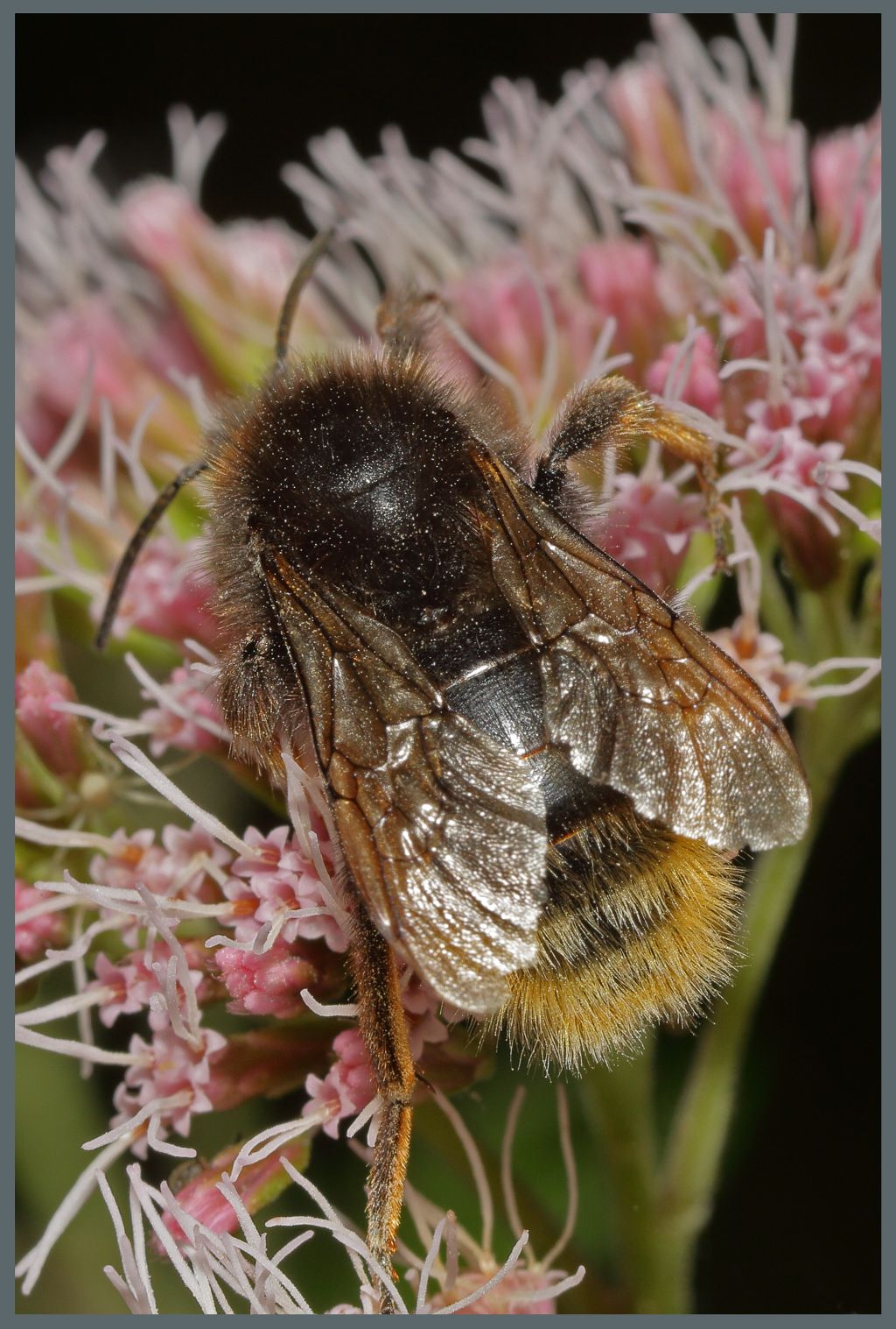 Apidae: Bombus (Psithyrus) rupestris? S, (cfr.)