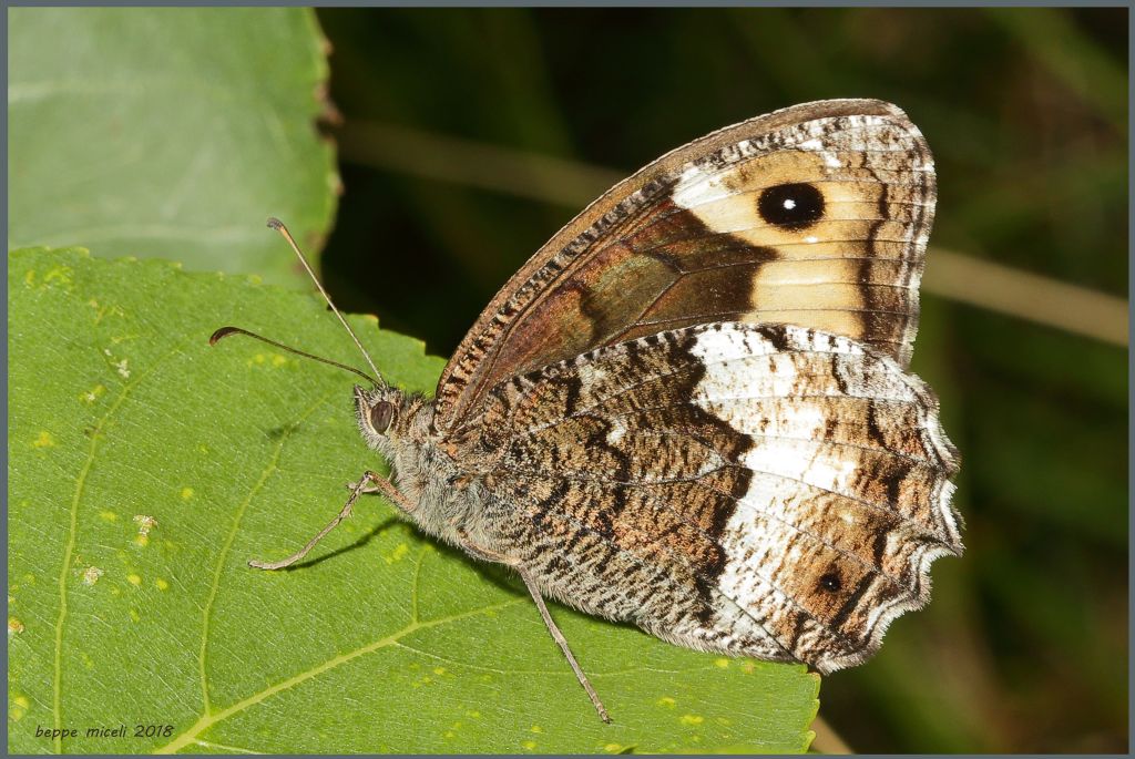 Nymphalidae: Hipparchia sp. (H.fagi o H. hermione)