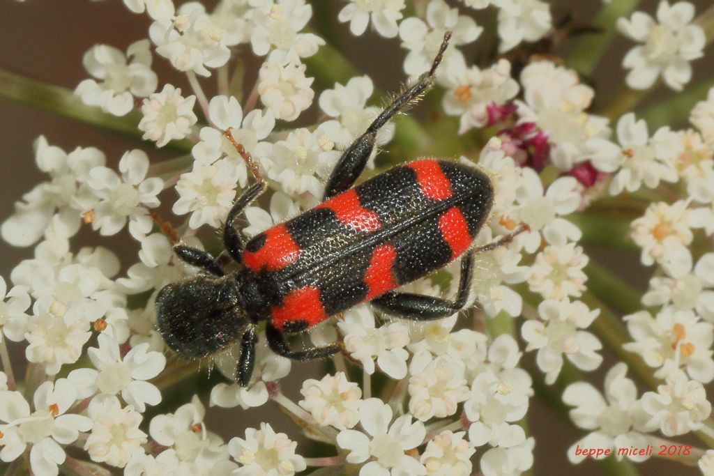 Cleridae: Trichodes leucopsideus