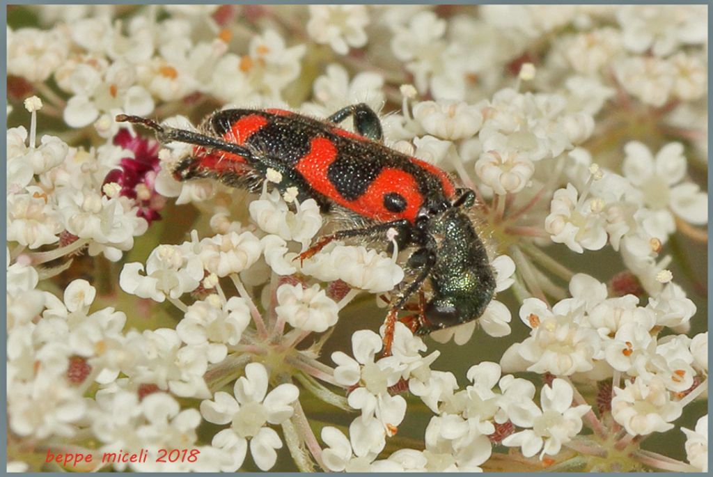 Cleridae: Trichodes leucopsideus