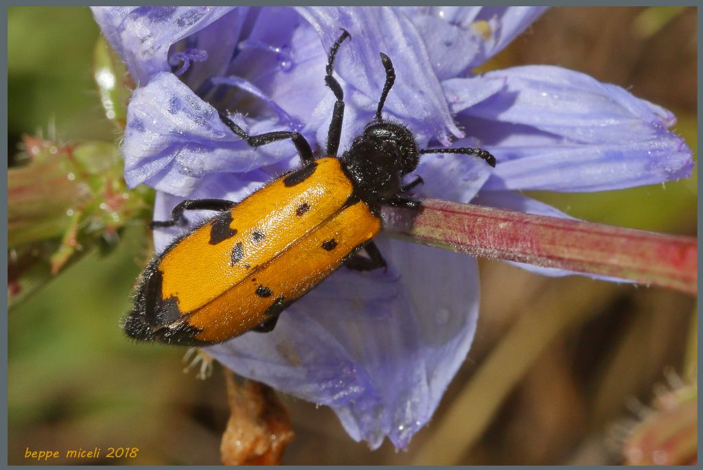 Meloidae: Mylabris variabilis