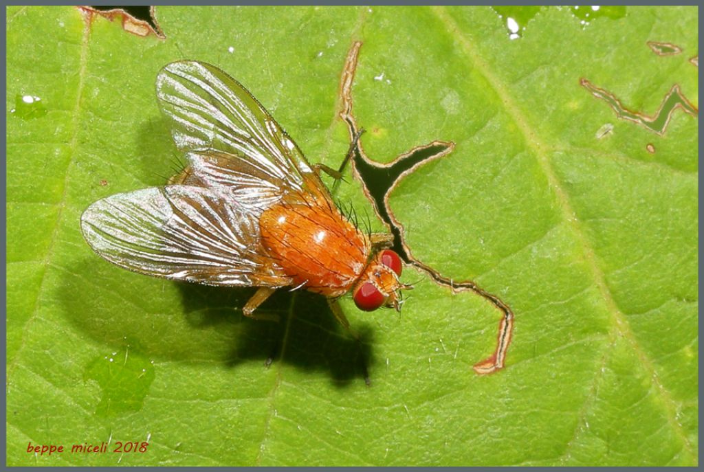 Lauxaniidae Sapromyza sp.? No, Muscidae: Phaonia pallida, femmina