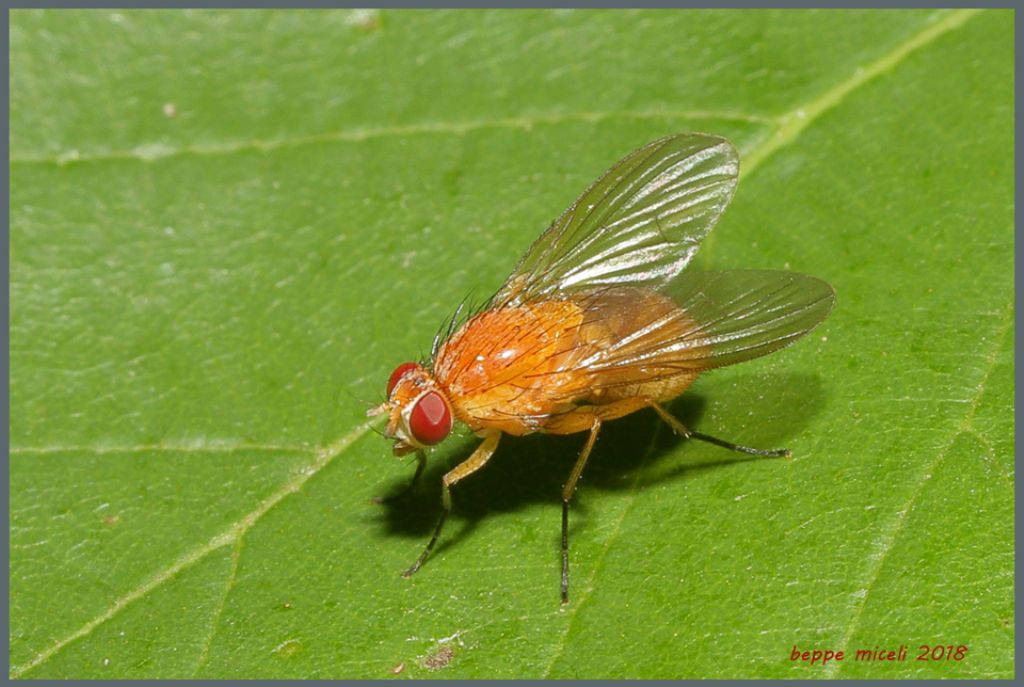 Lauxaniidae Sapromyza sp.? No, Muscidae: Phaonia pallida, femmina