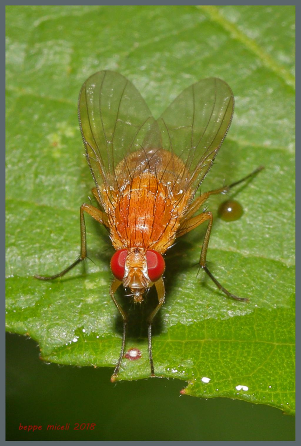 Lauxaniidae Sapromyza sp.? No, Muscidae: Phaonia pallida, femmina