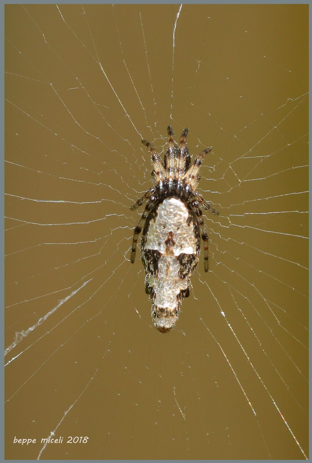 Cyclosa insulana