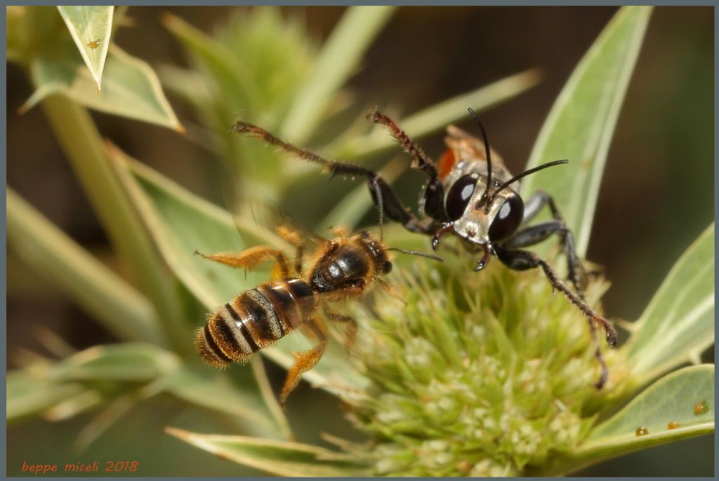 Halictus scabiosae, femmina vs. uno Sphecidae Prionyx lividocinctus