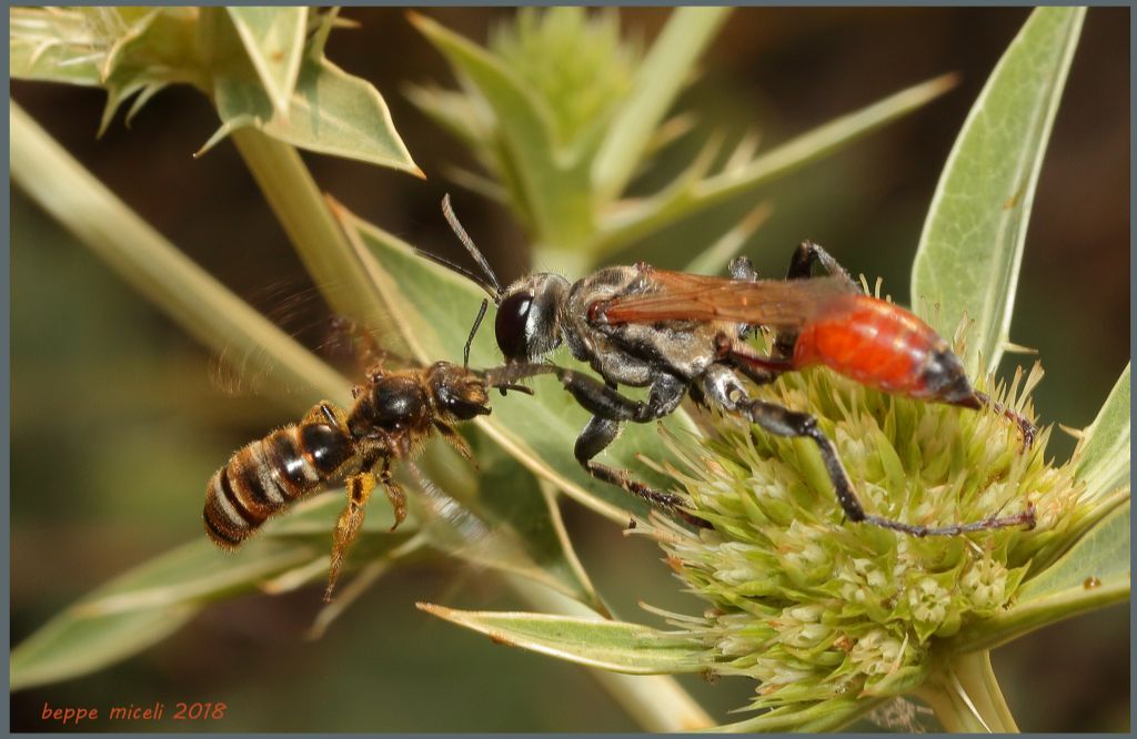 Halictus scabiosae, femmina vs. uno Sphecidae Prionyx lividocinctus