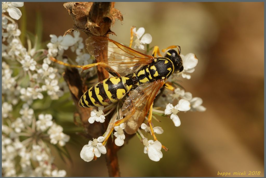 Polistes dominula ?