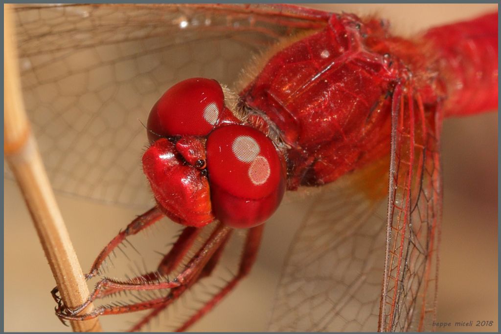 Crocothemis erythraea