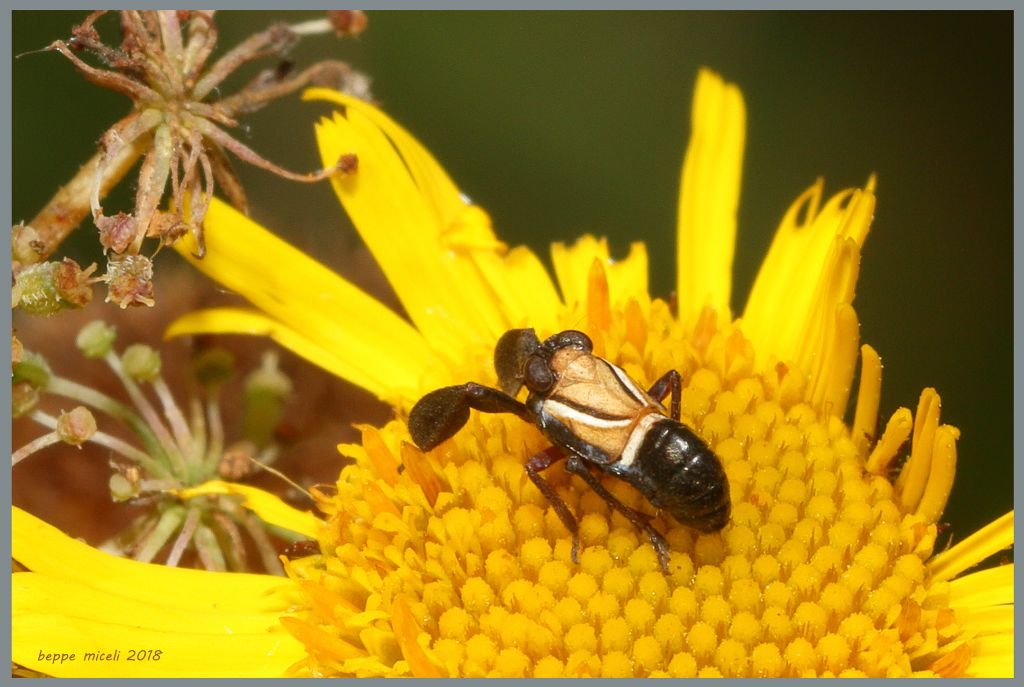 Fulgoromorpha: Caliscelis bonellii (Caliscelidae), maschio