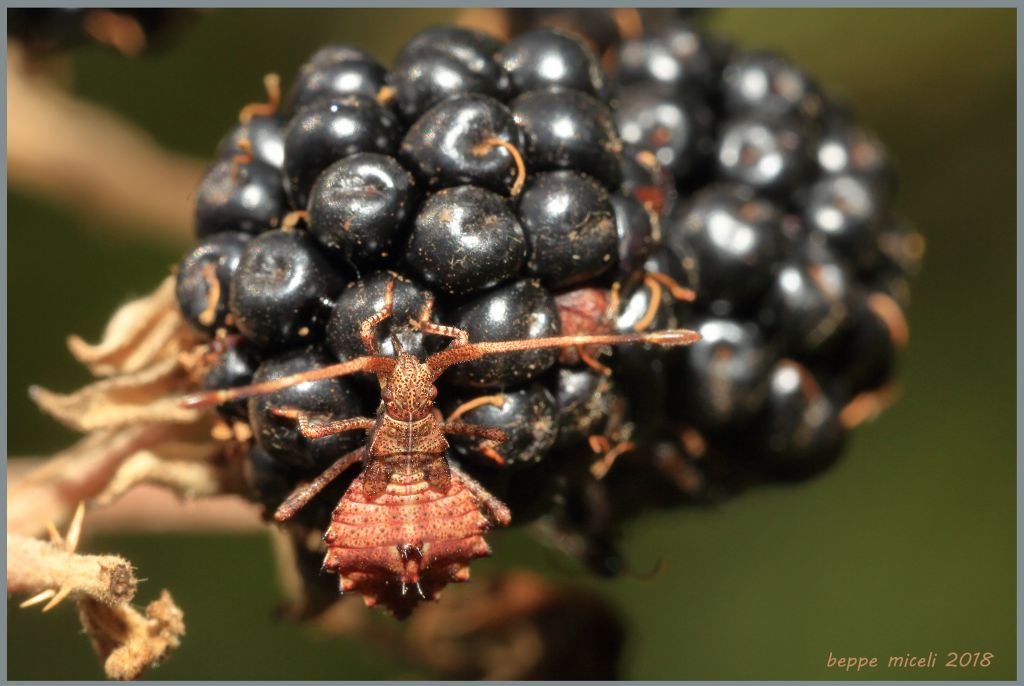 ninfa di Coreus marginatus