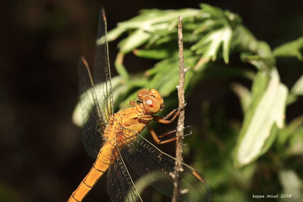 Orthetrum o Sympetrum? Orthetrum coerulescens