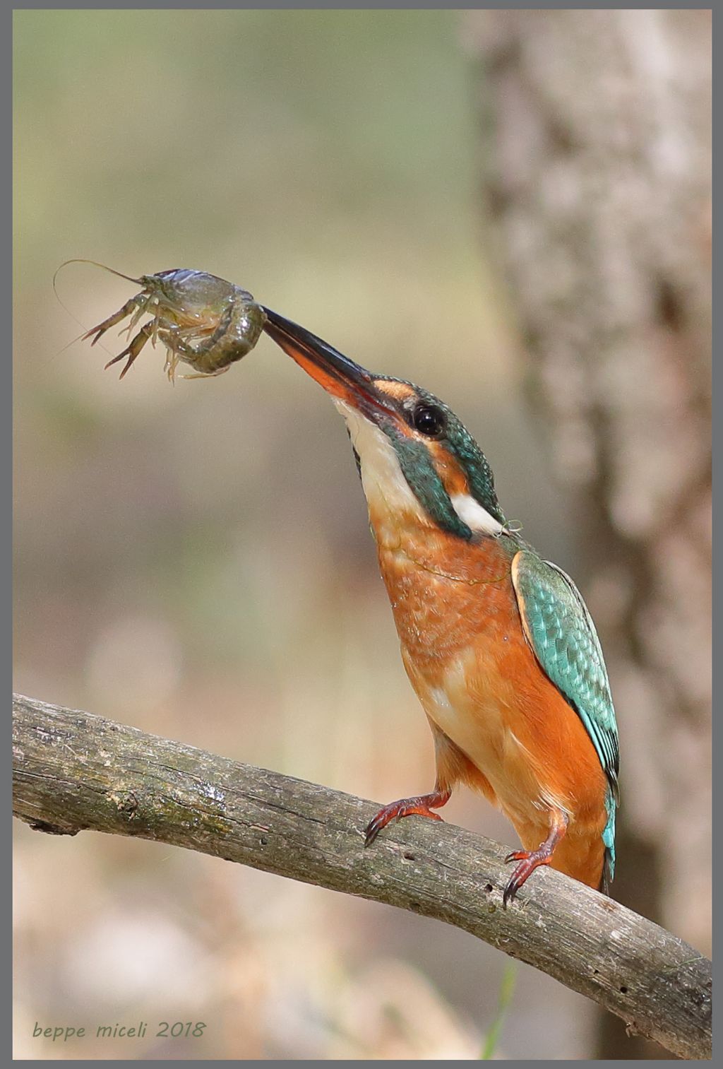 Alcedo atthis femmina con gambero