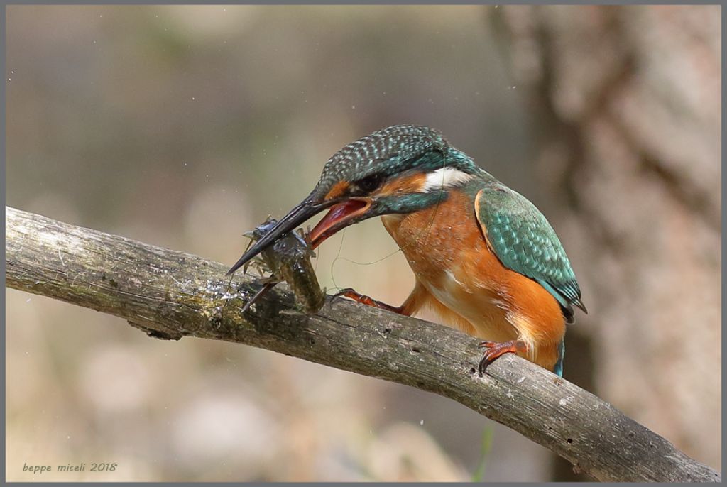 Alcedo atthis femmina con gambero