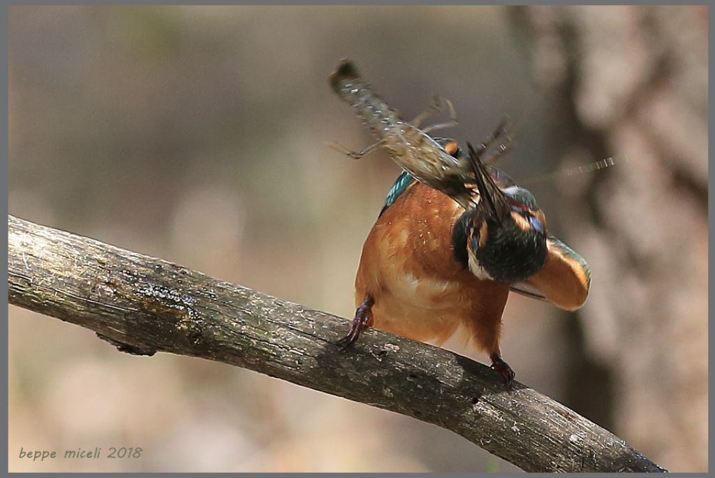 Alcedo atthis femmina con gambero