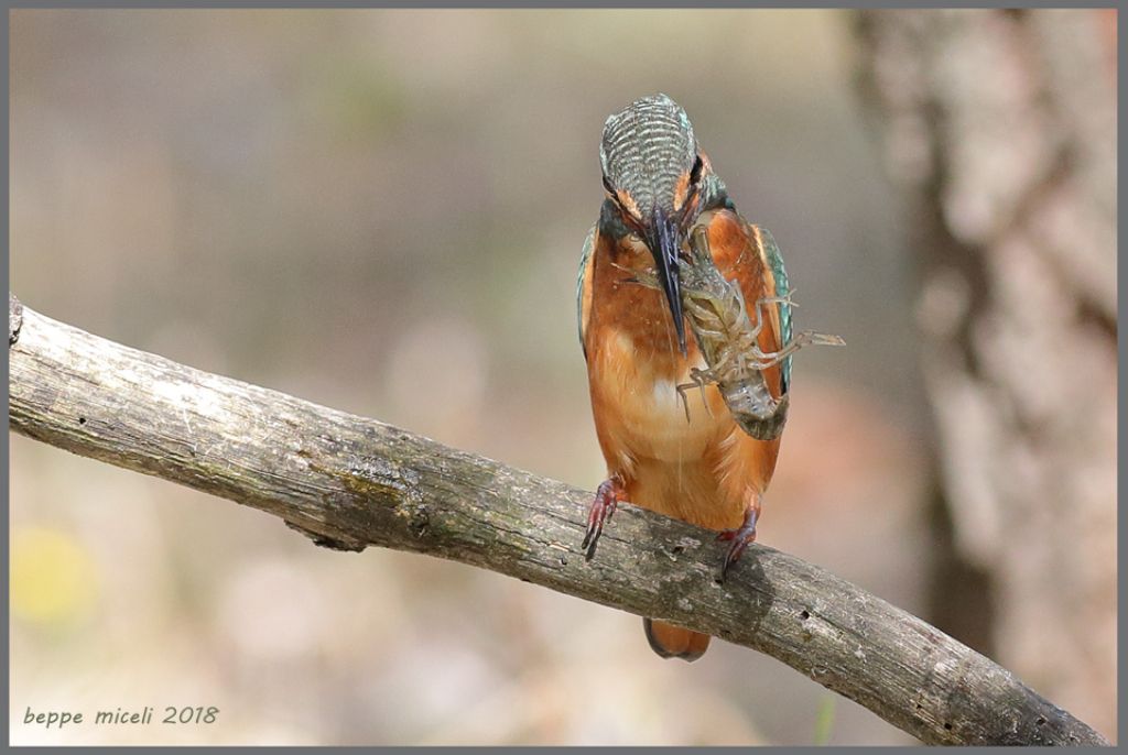 Alcedo atthis femmina con gambero