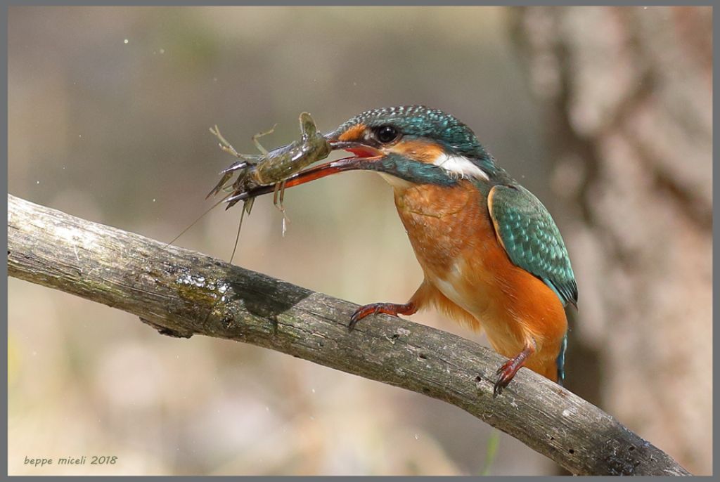 Alcedo atthis femmina con gambero