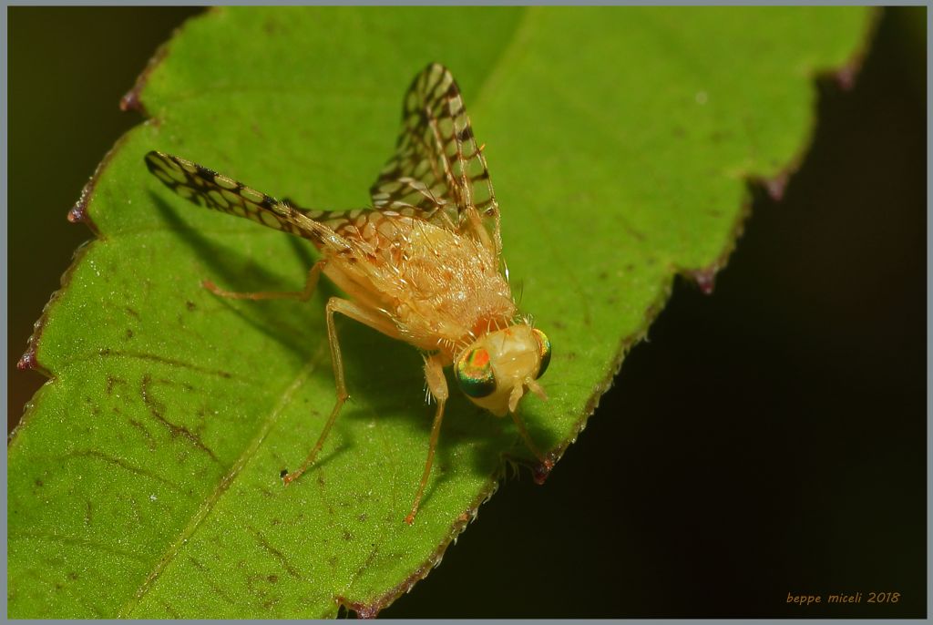 Tephritidae: Euaresta aequalis ?  Sì, femmina