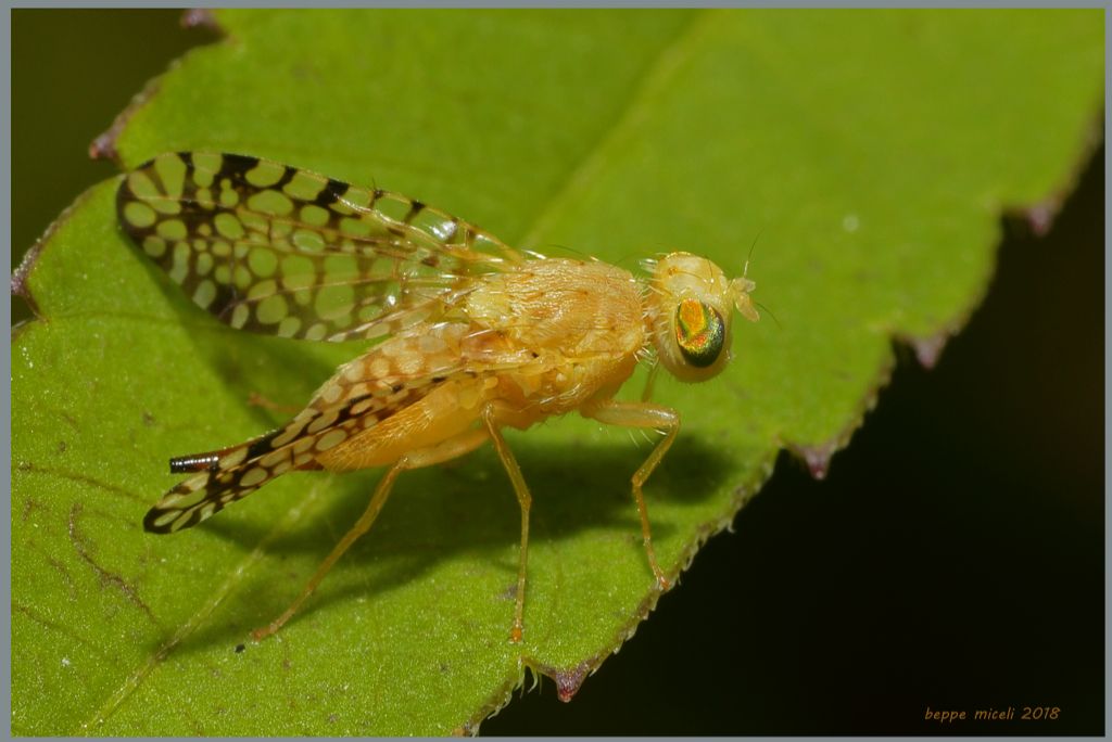 Tephritidae: Euaresta aequalis ?  Sì, femmina