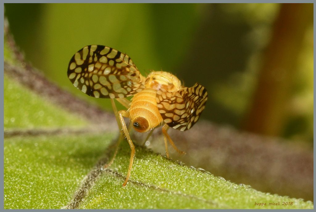 Tephritidae: Euaresta aequalis ?  Sì, femmina