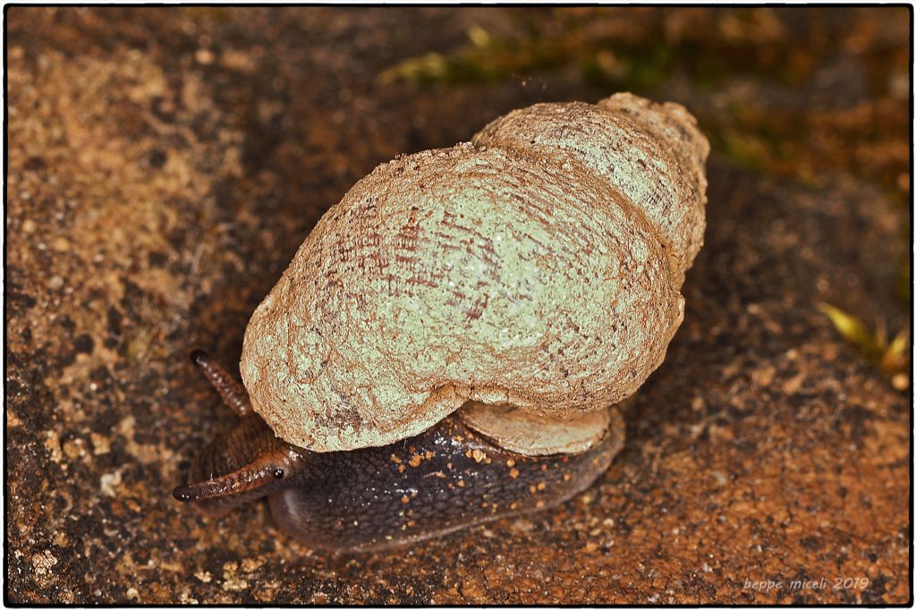 Pomatia elegans