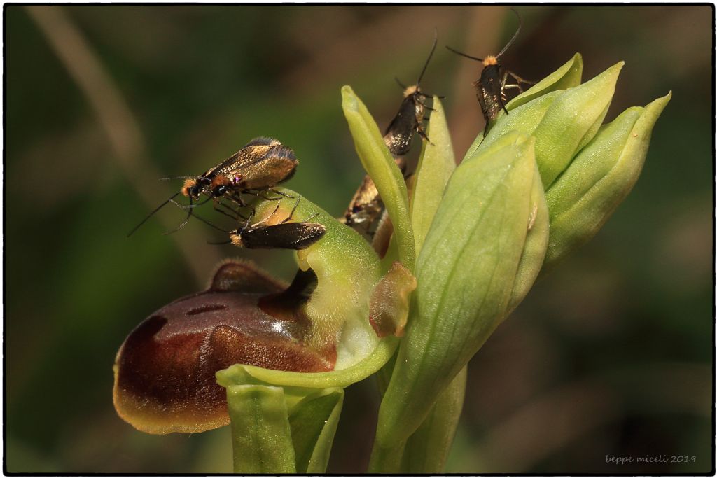 gruppo di Adelidae (su Ophrys sphegodes) ?  S, Cauchas rufifrontella