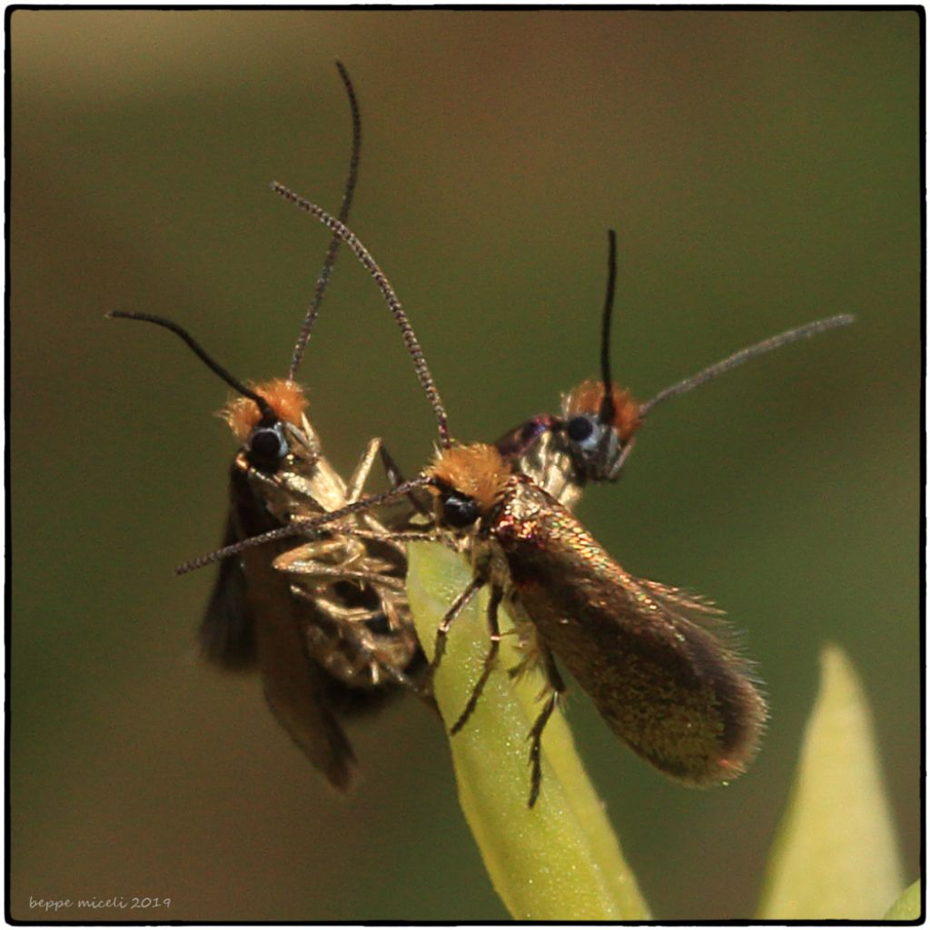 gruppo di Adelidae (su Ophrys sphegodes) ?  S, Cauchas rufifrontella