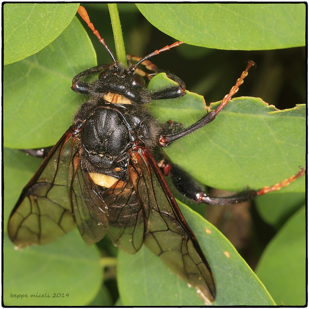 una Xylocopa appena sfarfallata o una specie che non conosco? la seconda: Cimbex luteus