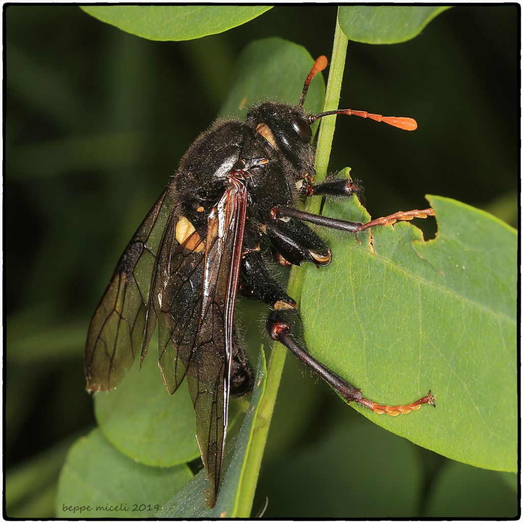 una Xylocopa appena sfarfallata o una specie che non conosco? la seconda: Cimbex luteus