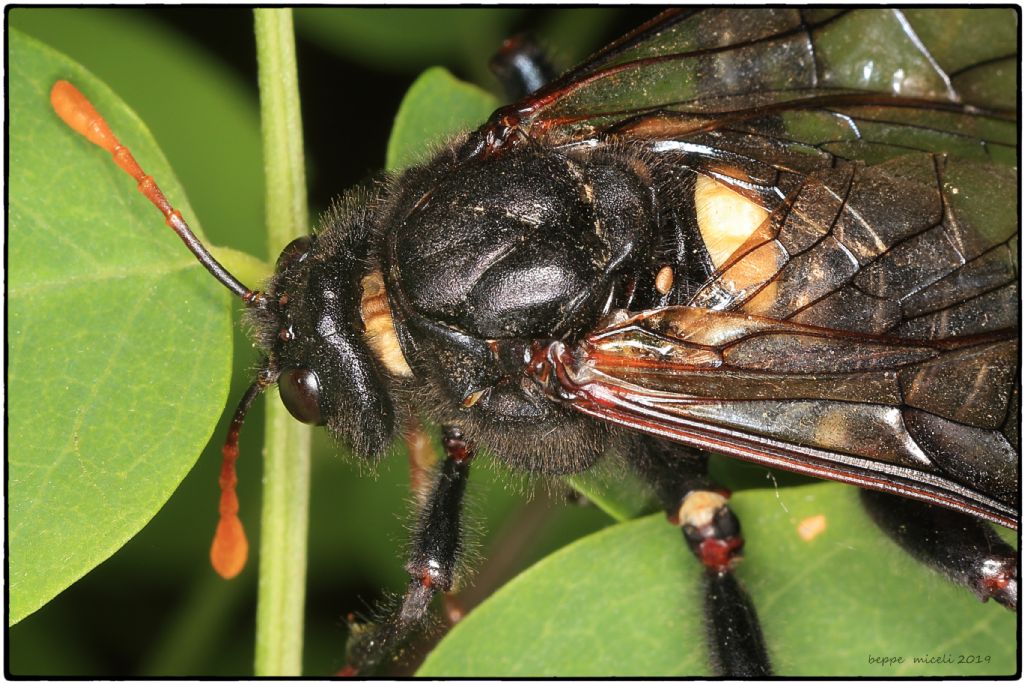 una Xylocopa appena sfarfallata o una specie che non conosco? la seconda: Cimbex luteus