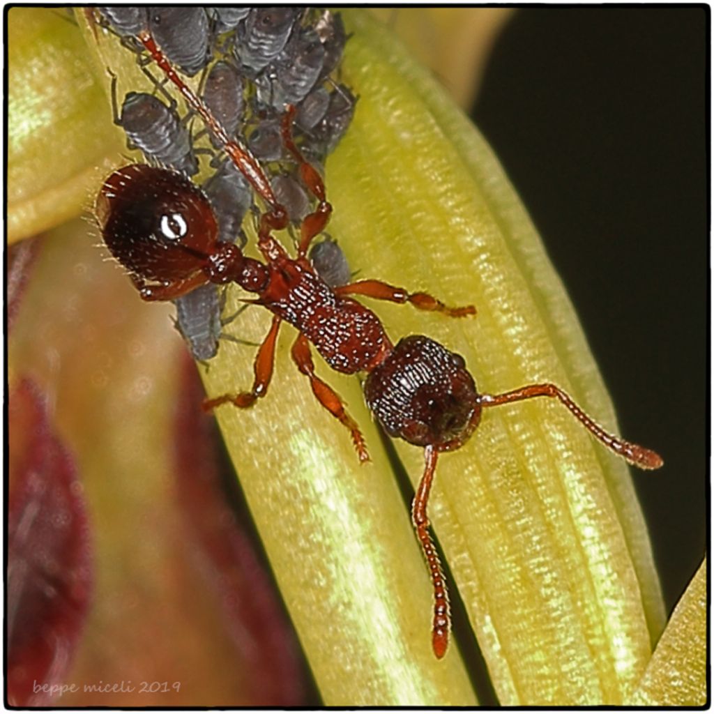 Formicidae:  Leptothorax muscorum ? No, cfr. Myrmica sp.