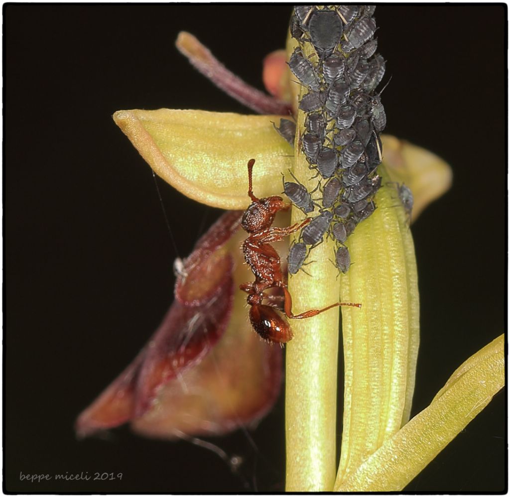 Formicidae:  Leptothorax muscorum ? No, cfr. Myrmica sp.