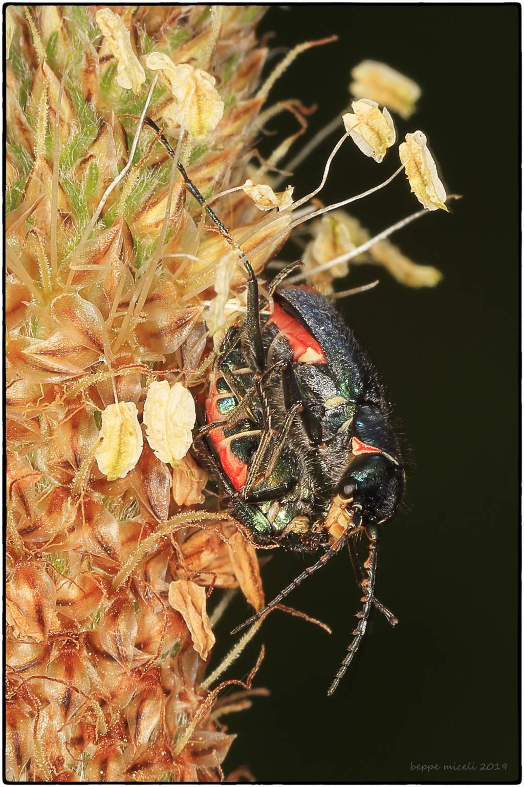 Malachius bipustulatus (?), che cannibalizza un suo simile   No, Clanoptilus geniculatus