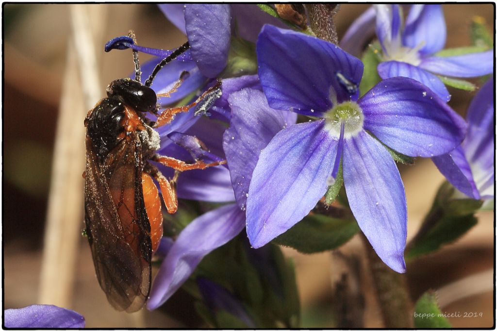 Athalia bicolor o Arge cyanocrocea? nessuno dei due, prob. Dolerus triplicatus